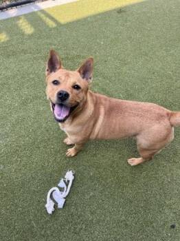 Tessa -  Pit Bull Terrier and Chow Chow Dog for Adoption in Atlanta, Georgia - Tessa | PetCurious