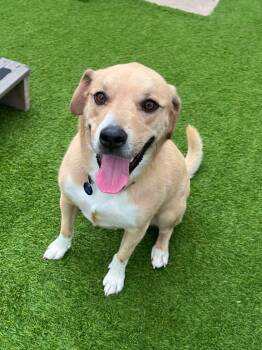Baxter -  Mixed Breed Dog for Adoption in Cedar Rapids, Iowa - Baxter | PetCurious
