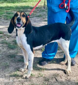 Rescue Hound Dogs for Adoption in Princeton, Massachusetts - Savannah | PetCurious