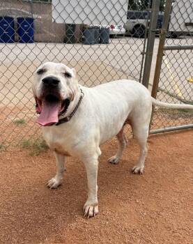 CEASER -  Cane Corso and Mixed Breed Dog for Adoption in Killeen, Texas - CEASER | PetCurious