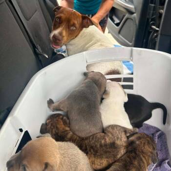 Becks -  Mixed Breed Dog for Adoption in Frederiksted, St. Croix - Becks | PetCurious