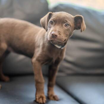 Tilly moon -  Chocolate Labrador Retriever and Terrier Dog for Adoption in Pawling, New York - Tilly Moon | PetCurious
