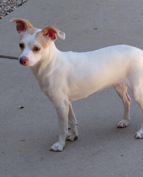 Clarice -  Chihuahua and Rat Terrier Dog for Adoption in Staley, North Carolina - Clarice | PetCurious