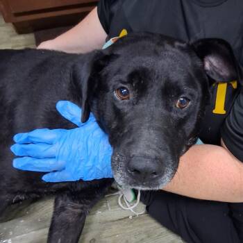 Pippy -  Labrador Retriever Dog for Adoption in Summerville, South Carolina - Pippy | PetCurious