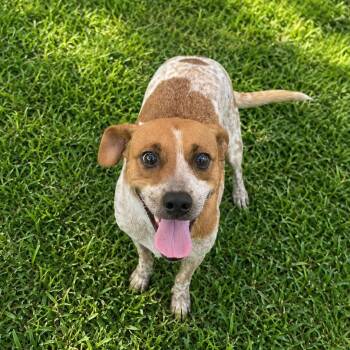 Hope FJ -  Australian Cattle Dog Blue Heeler and Chihuahua Dog for Adoption in Austin, Texas - Hope FJ | PetCurious