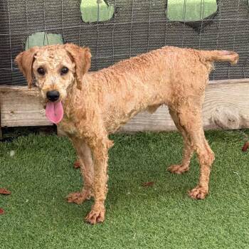 Gizmo 4497 -  Poodle Dog for Adoption in Loxahatchee Groves, Florida - Gizmo 4497 | PetCurious