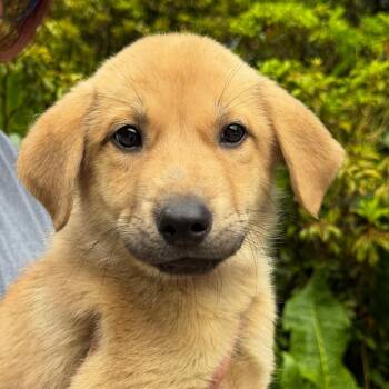 NY Risky avail Jul 3 (Rev250 Patterson NY) -  Shepherd and Mixed Breed Dog for Adoption in Eastford, Connecticut - NY Risky Avail Jul 3 (Rev250 Patterson NY) | PetCurious