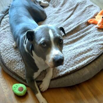 JackE -  American Staffordshire Terrier Dog for Adoption in Marina Del Rey, California - JackE | PetCurious