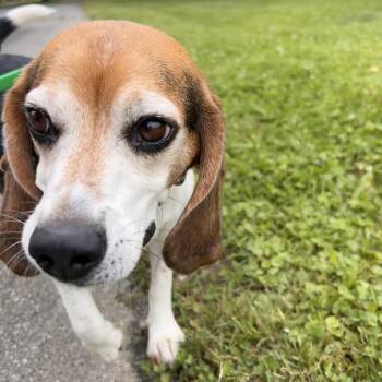 Harold -  Mixed Breed Dog Available for Adoption in Hendersonville, North Carolina - Harold | PetCurious