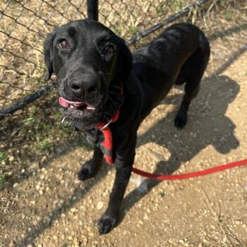 Becky Beck -  Black Labrador Retriever Dog for Adoption in Philadelphia, Pennsylvania - Becky Beck | PetCurious