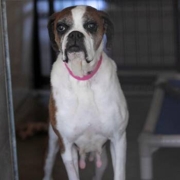 Lil Ruby (JN26-09) -  Boxer Dog for Adoption in Peyton, Colorado - Lil Ruby (JN26-09) | PetCurious
