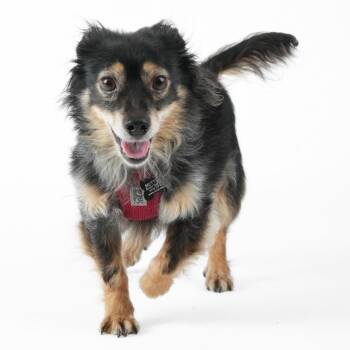 Jesse Soloman 14137 -  Dachshund and Chihuahua Dog for Adoption in San Francisco, California - Jesse Soloman 14137 | PetCurious
