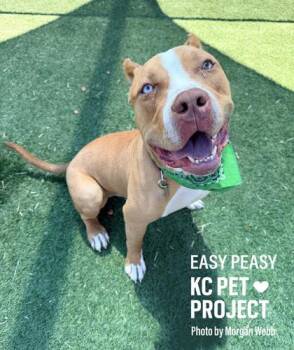 Pit Bull Terrier and Mixed Breed Dogs Available for Adoption in Kansas City, Missouri - Easy Peasy | PetCurious