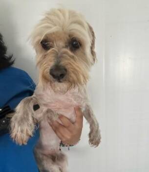 Cocker Spaniel and Poodle Dogs Available for Adoption in San Bernardino, California - SHELDON | PetCurious