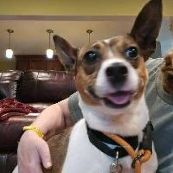 Jack -  Beagle Dog for Adoption in Monticello, New York - Jack | PetCurious