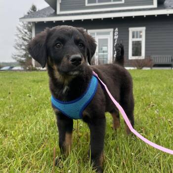 Mixed Breed Dogs Available for Adoption in Cooperstown, New York - Harley Quinn | PetCurious