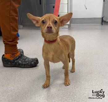 Bruno -  Chihuahua Dog for Adoption in Washington, District Of Columbia - Bruno | PetCurious