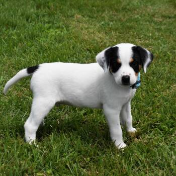 Howie -  Mixed Breed Dog for Adoption in Searcy, Arkansas - Howie | PetCurious