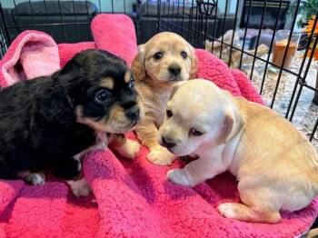 CockaChi Bs : Ben -  Cocker Spaniel and Chihuahua Dog for Adoption in Aurora, Indiana - CockaChi Bs : Ben | PetCurious