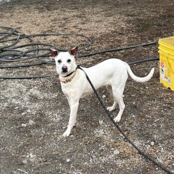 Terrier and Chihuahua Dogs Available for Adoption - Princess Ray | PetCurious