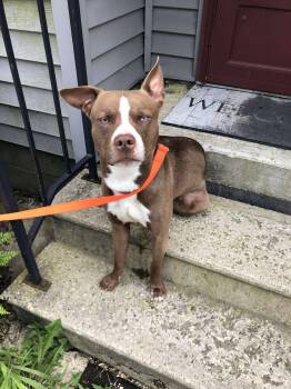 Rescue Husky Dogs for Adoption in Muncie, Indiana - Frank | PetCurious