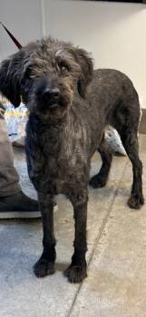 Labrador Retriever and Golden Retriever Dogs Available for Adoption in Bowling Green, Kentucky - Grandpa | PetCurious