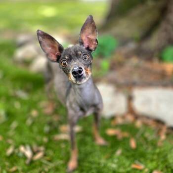 Nortiko -  Miniature Pinscher Dog for Adoption in Port Charlotte, Florida - Nortiko | PetCurious