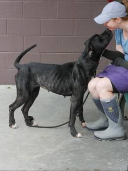 Gaia -  Mixed Breed Dog for Adoption in Chamblee, Georgia - Gaia | PetCurious