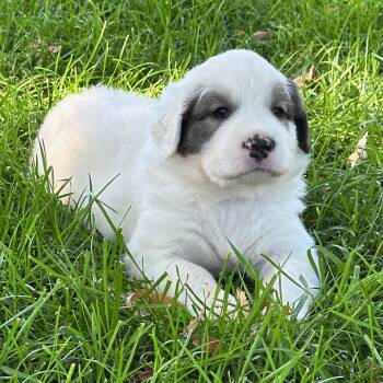 Lenny -  Great Pyrenees and Anatolian Shepherd Dog for Adoption in Albuquerque, New Mexico - Lenny | PetCurious