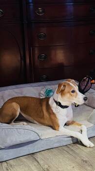 Allie Mae -  Beagle Dog for Adoption in Churchville, New York - Allie Mae | PetCurious