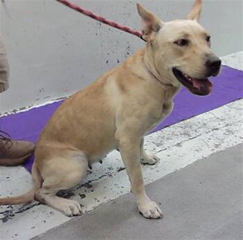 LEONA -  German Shepherd Dog Dog for Adoption in Houston, Texas - LEONA | PetCurious