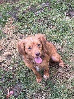 Cocker Spaniel Dogs Available for Adoption - Daisy | PetCurious