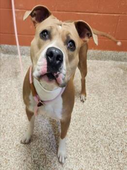 CLEMENTINE -  Pit Bull Terrier Dog for Adoption in Pueblo, Colorado - CLEMENTINE | PetCurious