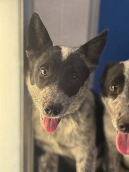 A255503 -  Australian Cattle Dog Blue Heeler and Mixed Breed Dog for Adoption in Visalia, California - A255503 | PetCurious