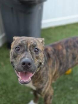 Poppy -  Mixed Breed Dog for Adoption in Savannah, Georgia - Poppy | PetCurious