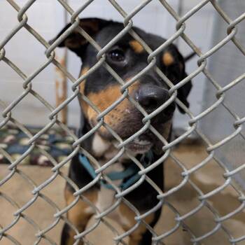 Cornbread -  Shepherd and Mixed Breed Dog for Adoption - Cornbread | PetCurious