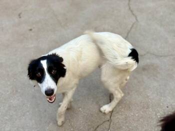 Sage -  Border Collie Dog for Adoption in Paso Robles, California - Sage | PetCurious