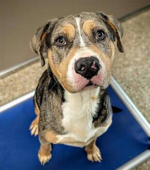 ZEUS -  Catahoula Leopard Dog Dog for Adoption in Clyde, North Carolina - ZEUS | PetCurious