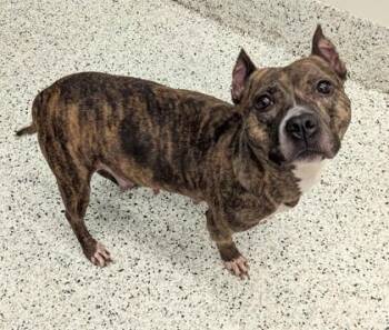 Chloe Lace -  Mixed Breed Dog for Adoption in Atlanta, Georgia - Chloe Lace | PetCurious