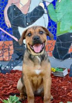 TUMMY -  Rottweiler Dog for Adoption in Miami, Florida - TUMMY | PetCurious
