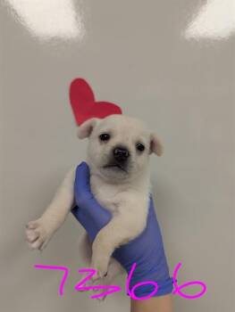 Chihuahua Dogs Available for Adoption in Ontario, California - KIWI- IN FOSTER | PetCurious