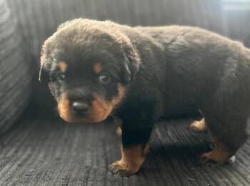 roy -  Rottweiler Dog for Sale in Atlanta, Georgia - Roy | PetCurious