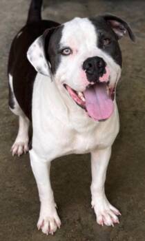 Smut -  Pit Bull Terrier Dog for Adoption in Swainsboro, Georgia - Smut | PetCurious