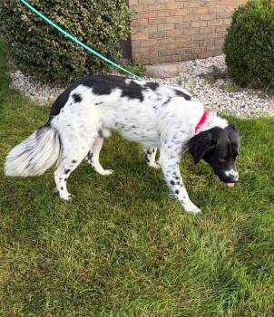 Beau -  Great Pyrenees and English Setter Dog for Adoption in Celina, Ohio - Beau | PetCurious