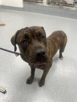 Cane Corso Dogs Available for Adoption in Indianapolis, Indiana - GUMMY | PetCurious