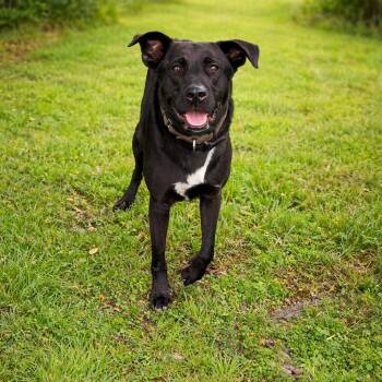 Labrador Retriever Dogs Available for Adoption in Corsicana, Texas - Cato D46641 | PetCurious