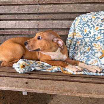 Lexi -  Mixed Breed Dog for Adoption in Buffalo, Minnesota - Lexi | PetCurious