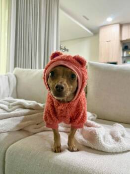 Toffee -  Chihuahua and Mixed Breed Dog for Adoption in Heiskell, Tennessee - Toffee | PetCurious