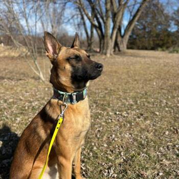 Shepherd Dogs Available for Adoption in Hannibal, Missouri - Blaze | PetCurious