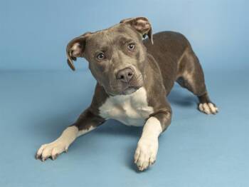 DAHLIA -  Pit Bull Terrier and Mixed Breed Dog for Adoption in Phoenix, Arizona - DAHLIA | PetCurious